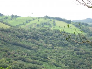 Alejandro's Coffee Farm Alejandro's Coffee Farm