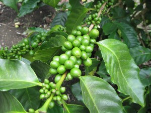 Costa Rican Coffee Cherry